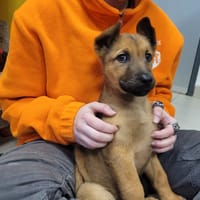 KROKO, chien à adopter