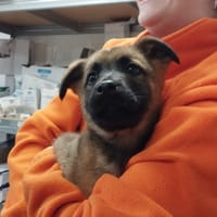 DYLE, chien à adopter