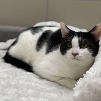 Lucas Cab4292, chat à adopter