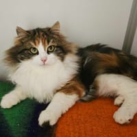 PUNKY, chatte à adopter