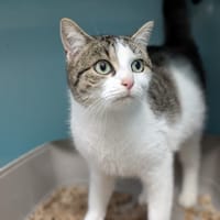 ZIMA, chatte à adopter