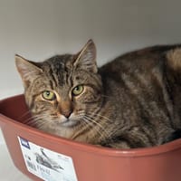 Tina, chatte à adopter