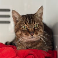 Winnie, chatte à adopter