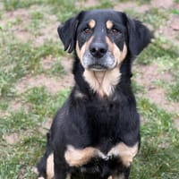 Cayenne CAA14494, chienne à adopter