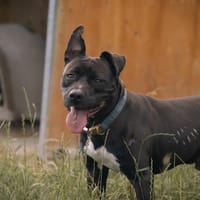 Reglisse, chien à adopter