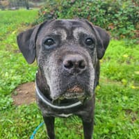 JAYA, chienne à adopter