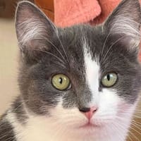 HYOUMI, chat à adopter