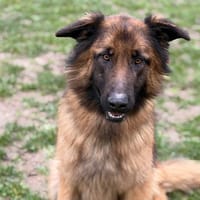 Saiko CAA14493, chien à adopter