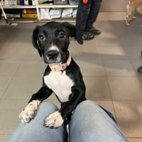 PERLA, chienne à adopter