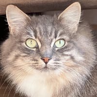 HAHINE, chatte à adopter