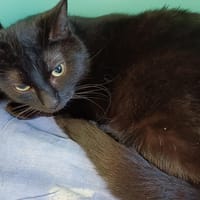 JAGUAR, chat à adopter