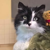 PIE, chatte à adopter