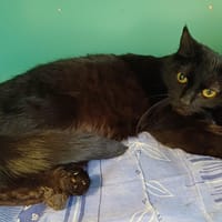 PANTHERE, chatte à adopter