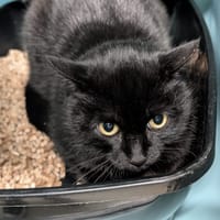 DALLAS, chat à adopter