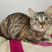 ADELE, chatte à adopter