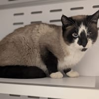 NESTLE, chat à adopter
