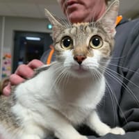 ARWEN, chatte à adopter