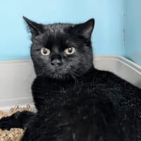 LANAO, chat à adopter