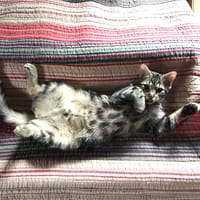 Mathilda, chatte à adopter