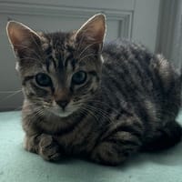 TOC (réservé), chatte à adopter