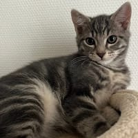 TIC (réservé), chat à adopter