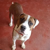 MOÏSE PAA24035, chien à adopter