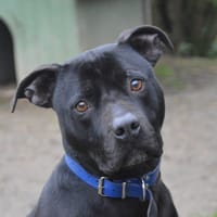 JAMES BOND, chien à adopter