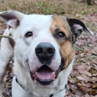 IRON, chien à adopter