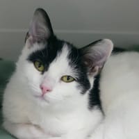 CLEO, chat à adopter