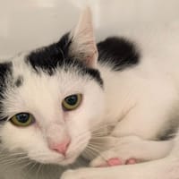 OREO, chat à adopter