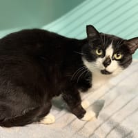 Muriel CAB4983, chatte à adopter