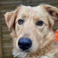 KODY, chien à adopter