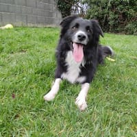 SAMY, chien à adopter