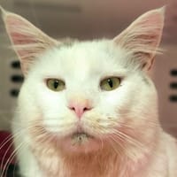 BOO, chat à adopter