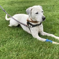 OLAF, chien à adopter