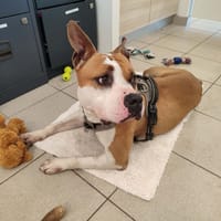 SIARA QCN, chienne à adopter