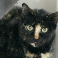 TORY, chatte à adopter