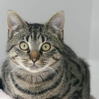 ADDY, chatte à adopter