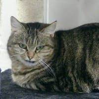 MINETTE, chatte à adopter