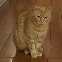 Caddie, chatte à adopter