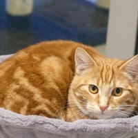 MOZZA, chat à adopter