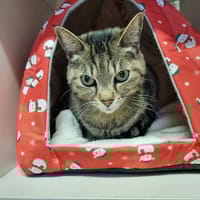 Mystère, chat à adopter