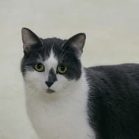 PITO, chat à adopter