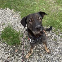 NOVA, chienne à adopter