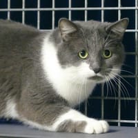 MANGO, chat à adopter