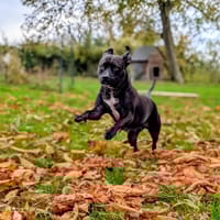 Mademoiselle Paty, chienne à adopter