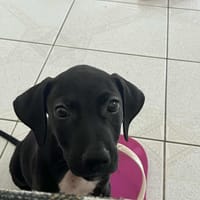 BLACKY pour la vie, chien à adopter