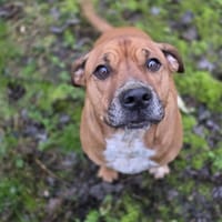 Floki, chien à adopter