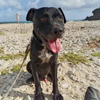 Victor, mâle croiséberger, né le 10/10/2024, chien à adopter