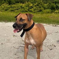 Soly, femelle X croiser berger, née le 01/05/2024, chienne à adopter